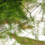 Aspergevaren close-up